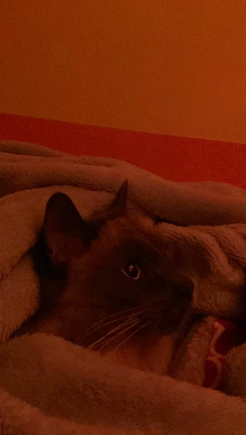 Kush joined the competition — help win amazing prizes! box, carnivore, cat, cloud, comfort, domestic_short_haired_cat, fawn, felidae, fur, paw, room, sky, small_to_medium_sized_cats, snout, tail, terrestrial_animal, tints_and_shades, visual_arts, whiskers, wood