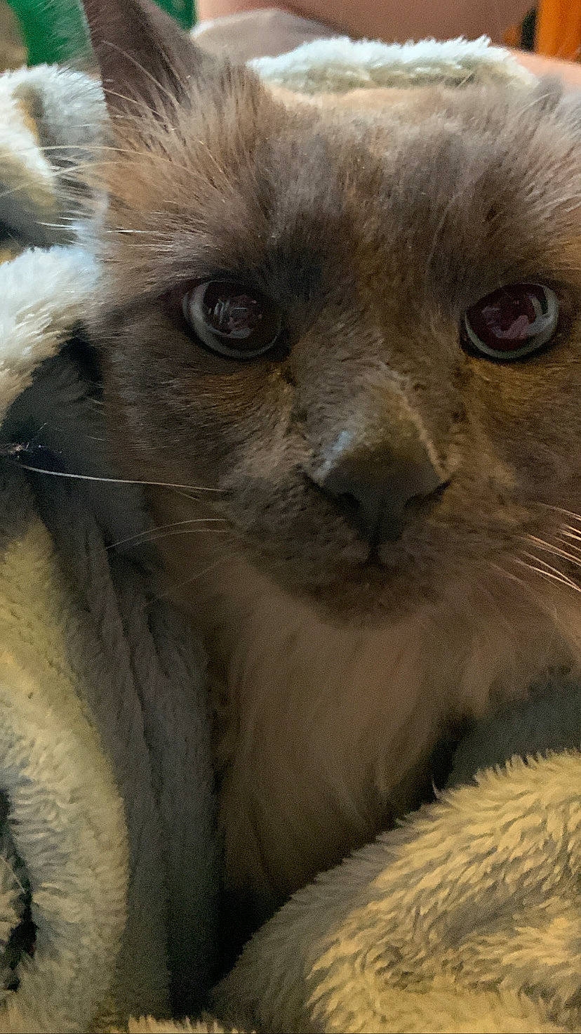 Kush is registered to the contest to win money with this photo: cat, close_up, fawn, felidae, fur, landscape, marsupial, plant, small_to_medium_sized_cats, snout, terrestrial_animal, whiskers, wildlife