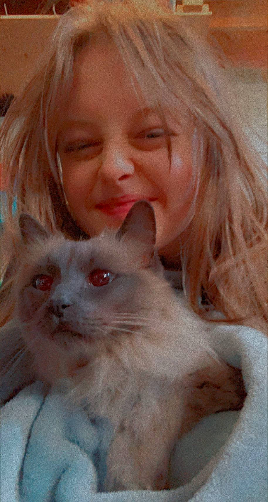 Kush is registered to the contest to win money with this photo: birman, carnivore, cat, eye, fawn, felidae, fur, gesture, hair, happy, head, nose, paw, ragdoll, small_to_medium_sized_cats, smile, toddler, whiskers