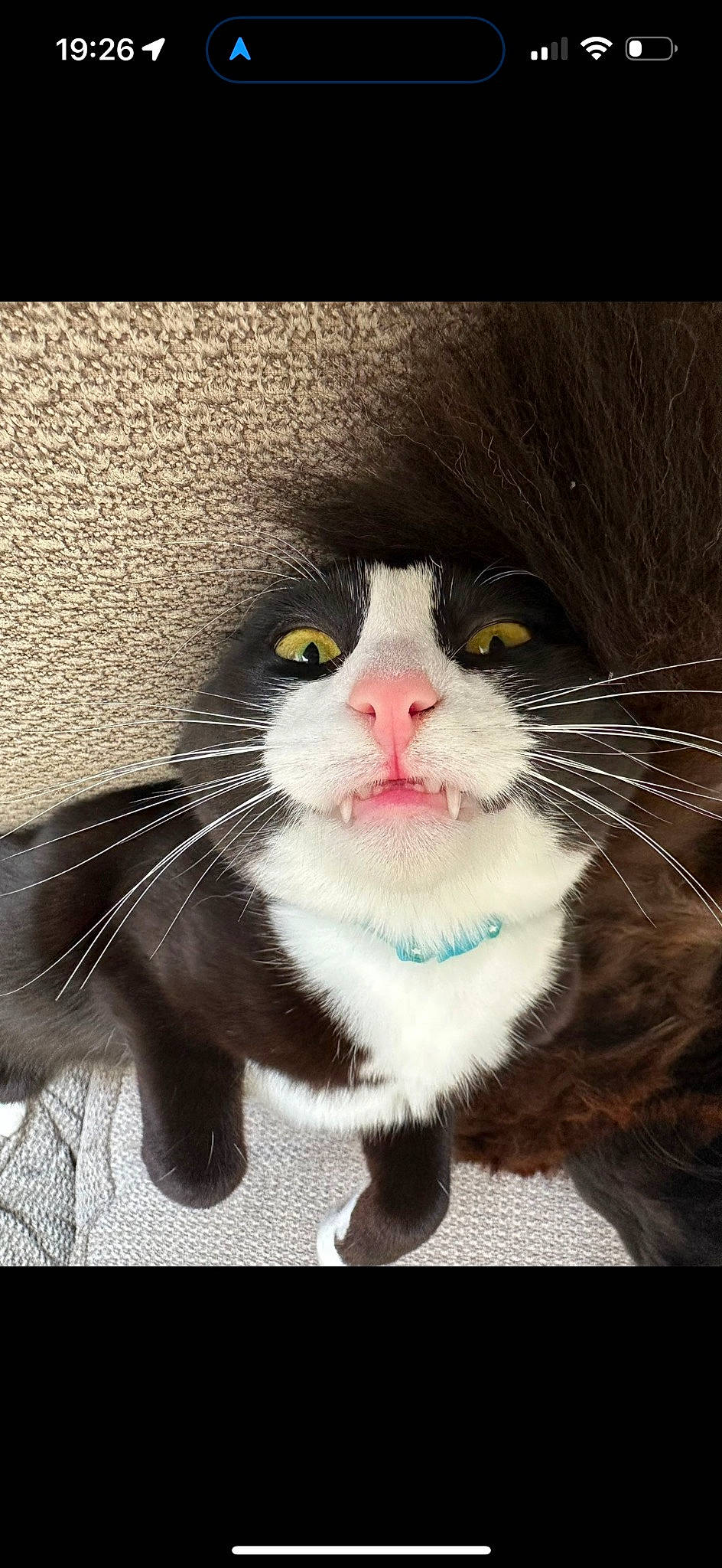 Milo joined the competition — help win amazing prizes! carnivore, cat, claw, domestic_short_haired_cat, eyelash, felidae, foot, fur, moustache, paw, photo_caption, small_to_medium_sized_cats, snout, tail, whiskers, window