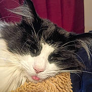 Panda joined the competition — help win amazing prizes! cat, tuxedo_cat, sleeping, tongue_out, whiskers, close_up, black_and_white, fur, pet, blanket, cozy, indoor, curtain, ear, pink_nose, muzzle, nap, resting, bedding, soft_texture