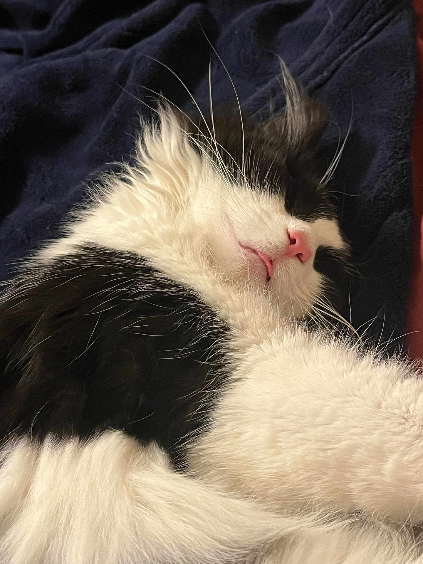 Panda joined the competition — help win amazing prizes! cat, sleeping_cat, black_and_white, long_hair, whiskers, pink_nose, fur, blanket, cozy, nap, close_up, indoor, pet, feline, relaxed, portrait, snout, soft_texture, sleeping, bedding