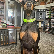Chika joined the competition — help win amazing prizes! dog, doberman, pet, indoor, living_room, carpet, neon_collar, collar, coffee_table, bookshelf, speaker, dvd_stack, cat_tree, vase_flowers, doorway, window, portrait, sitting, alert, ears_up