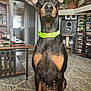 dog, doberman, pet, indoor, living_room, carpet, neon_collar, collar, coffee_table, bookshelf, speaker, dvd_stack, cat_tree, vase_flowers, doorway, window, portrait, sitting, alert, ears_up