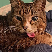 Leo is registered to the contest to win money with this photo: cat, tabby, tongue_out, close_up, whiskers, fur, pet, animal, cute, playful, indoor, relaxed, face, ears, eyes, paw, texture, blue, resting, domestic_cat