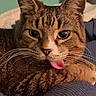 cat, tabby, tongue_out, close_up, whiskers, fur, pet, animal, cute, playful, indoor, relaxed, face, ears, eyes, paw, texture, blue, resting, domestic_cat