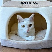Tofu is registered to the contest to win money with this photo: animal, animal_portrait, cat, cat_house, comfortable, cozy, cute, domestic_cat, feline, green_eyes, home, indoor, looking_at_camera, pet, plush, relaxed, resting, soft_texture, white_cat, wooden_floor