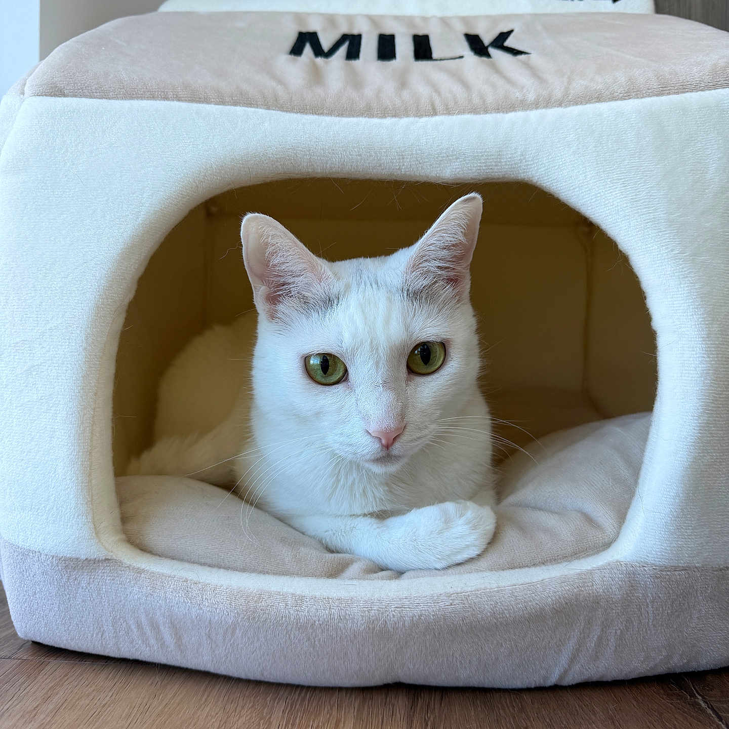 Tofu