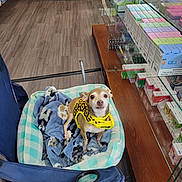 Roo is registered to the contest to win money with this photo: animal, blanket, blue, brown, chair, cozy, curious, dog, floor, glass, indoor, looking_up, packaging, pet_bed, products, shelf, small_dog, store, wooden_surface, yellow_harness