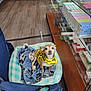 animal, blanket, blue, brown, chair, cozy, curious, dog, floor, glass, indoor, looking_up, packaging, pet_bed, products, shelf, small_dog, store, wooden_surface, yellow_harness