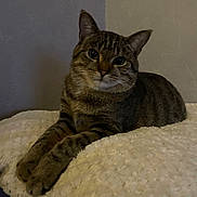 Willow participe au concours pour gagner de l'argent avec cette photo : abyssinian, animal, blanket, cat, couch, egyptiancat, furniture, hardwood, kitten, manx, pet, wood