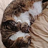cat, tabby_cat, white_fur, brown_fur, sleeping, curled_up, resting, relaxed, bed, bedding, indoors, pet, animal, furry, whiskers, paws, tail, cozy, nap, closeup