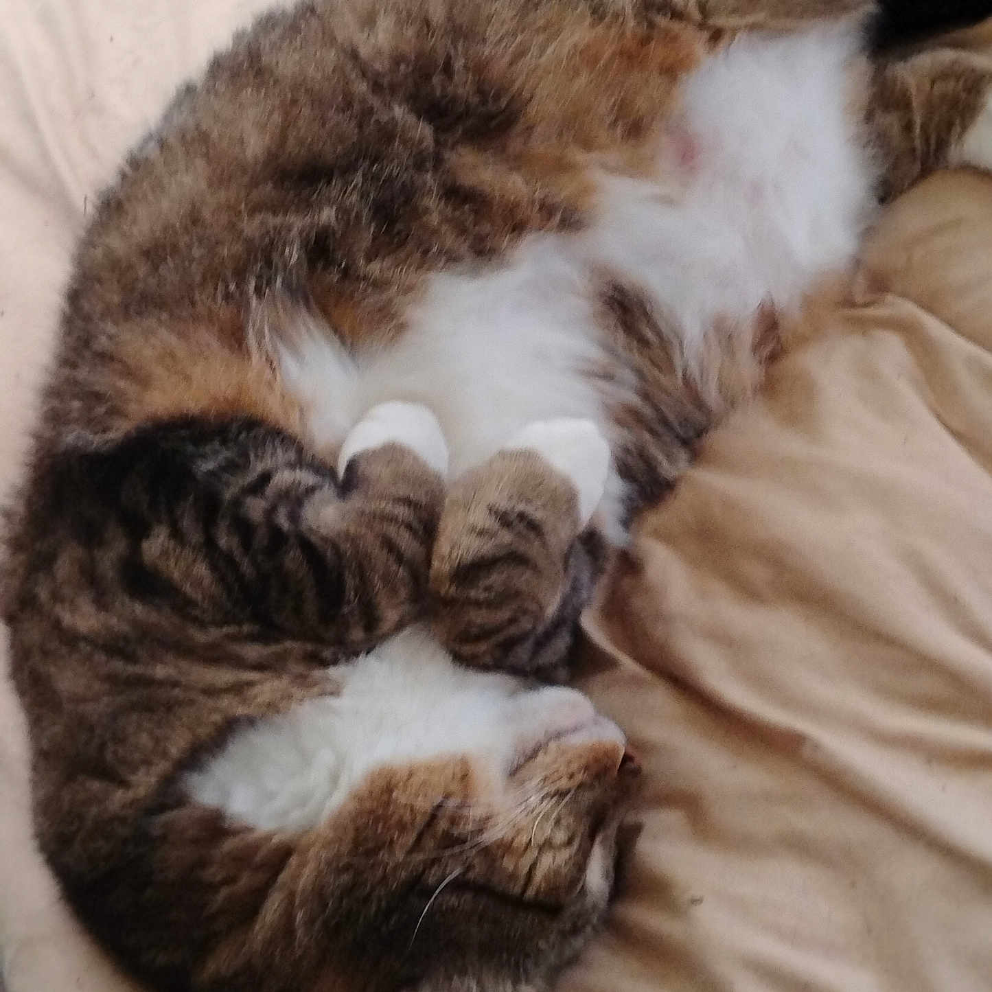 Reed is registered to the contest to win money with this photo: cat, tabby_cat, white_fur, brown_fur, sleeping, curled_up, resting, relaxed, bed, bedding, indoors, pet, animal, furry, whiskers, paws, tail, cozy, nap, closeup