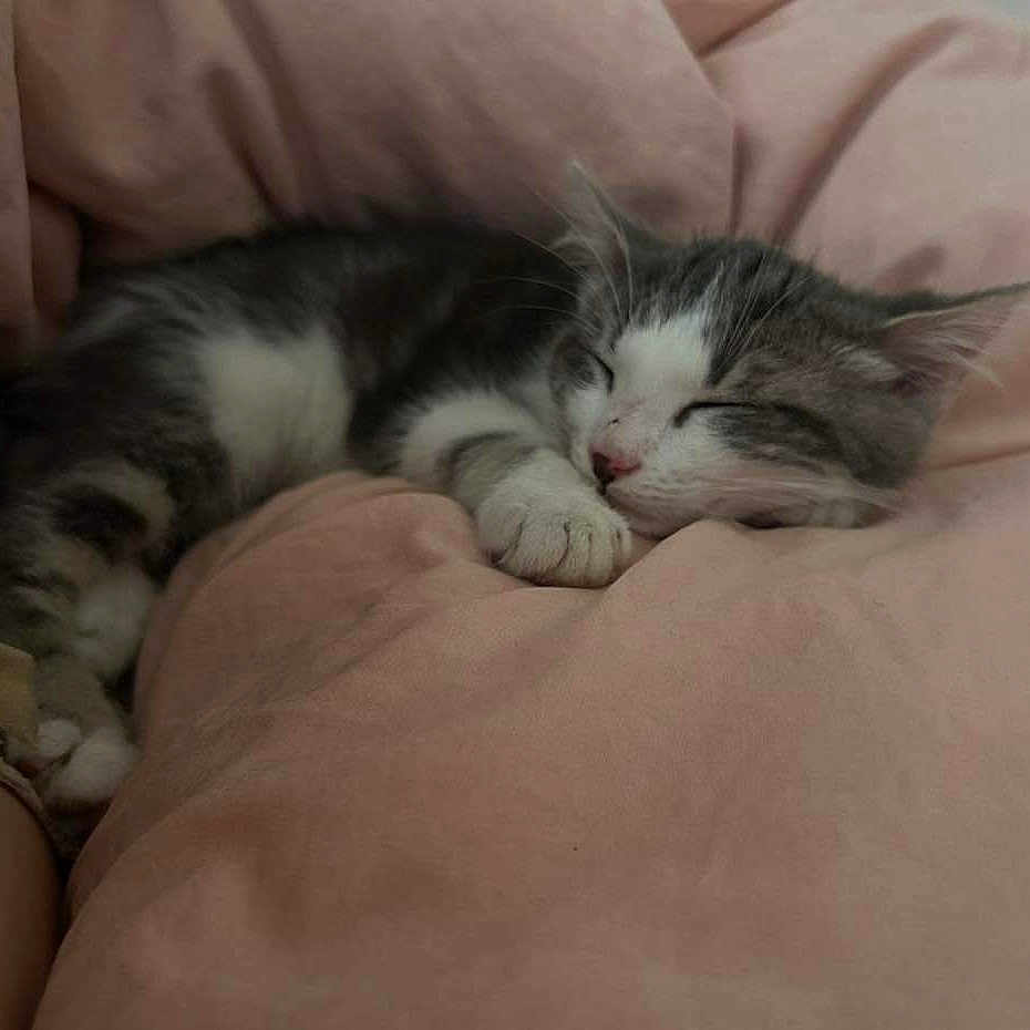 Uno a rejoint le concours — aidez-le/la à gagner de superbes lots ! animal, beanbag, bed, blanket, cat, couch, cushion, furniture, homedecor, kitten, manx, person, pet, sleeping