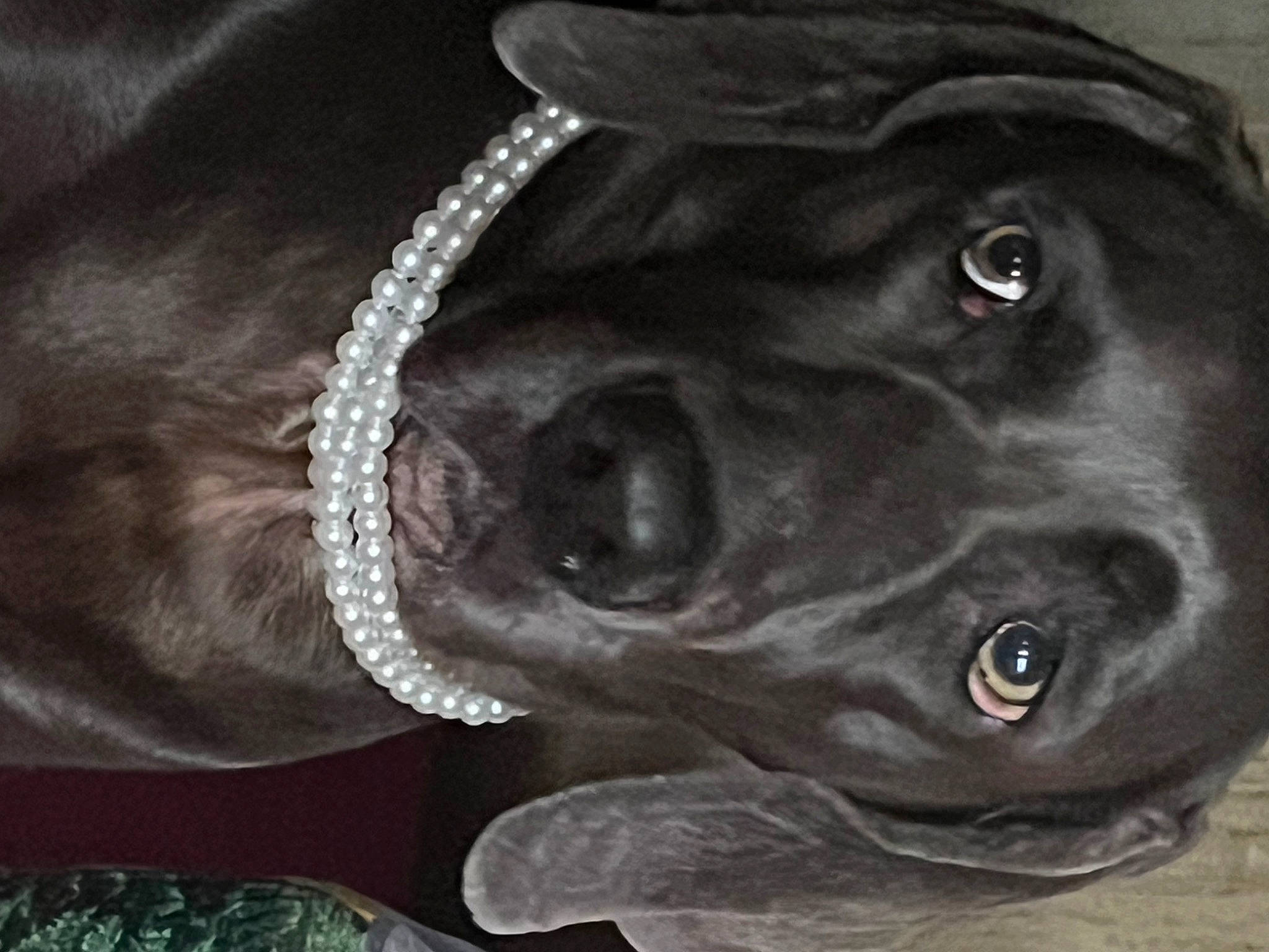 Zekey is registered to the contest to win money with this photo: carnivore, collar, companion_dog, dog, dog_breed, dog_collar, ear, fur, gesture, giant_dog_breed, guard_dog, liver, monochrome_photography, personal_protective_equipment, plant, retriever, snout, sporting_group, whiskers, working_animal