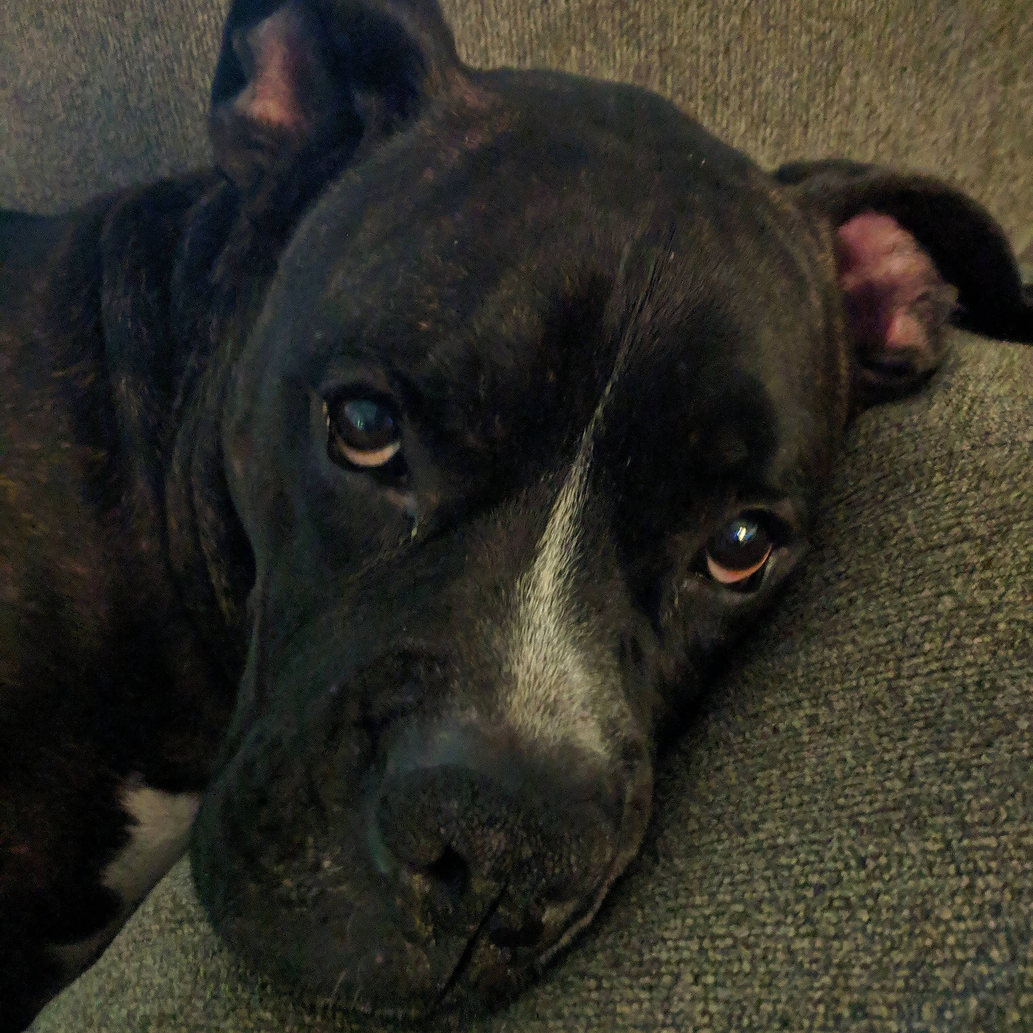 Megatron is registered to the contest to win money with this photo: borador, canidae, carnivore, companion_dog, dog, dog_breed, ear, fawn, fur, grey, guard_dog, metal, non_sporting_group, snout, sporting_group, terrestrial_animal, whiskers, working_animal, working_dog