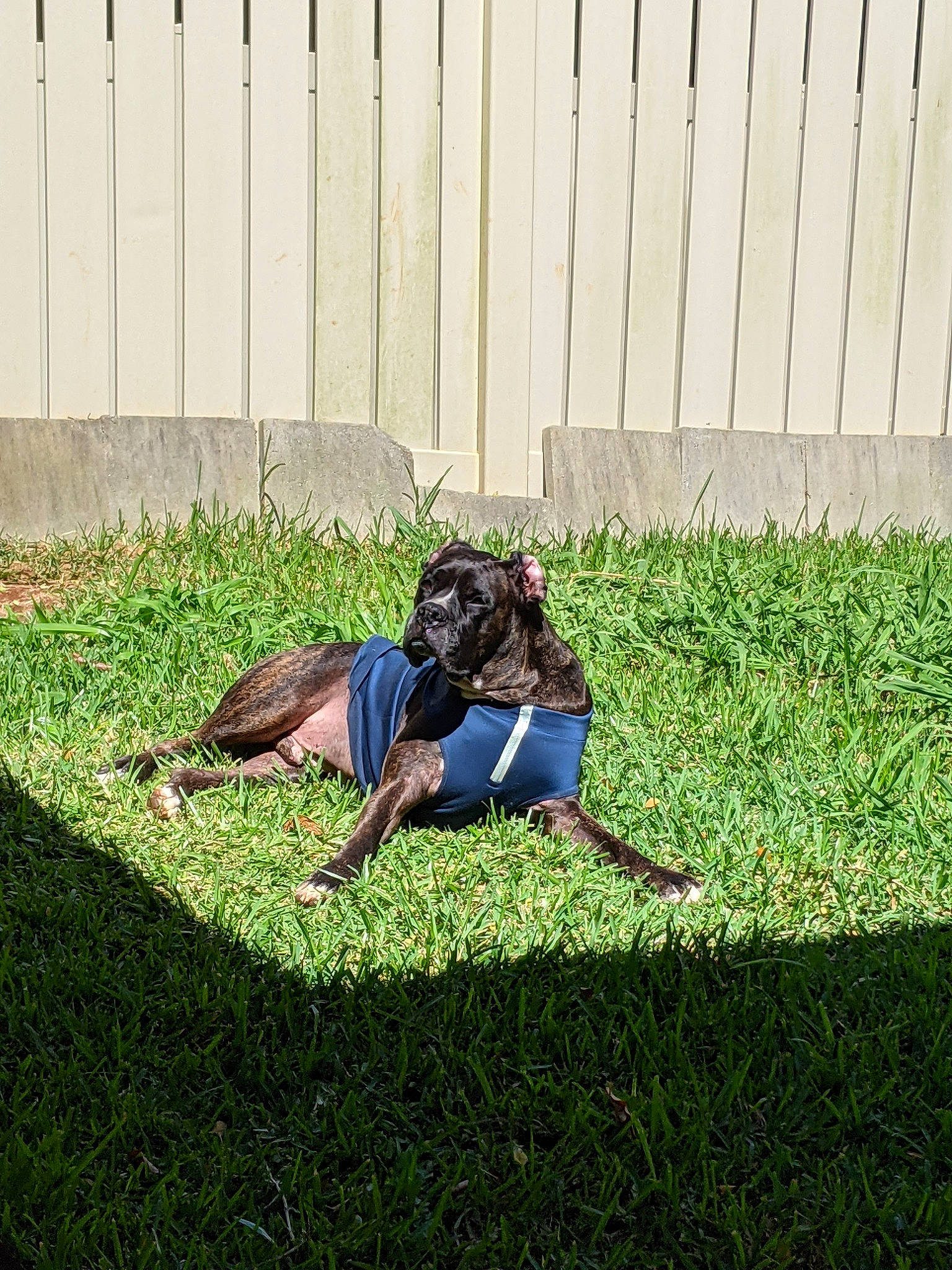 Megatron joined the competition — help win amazing prizes! fence, flooring, garden, grass, grass_family, grassland, groundcover, landscape, lawn, leisure, people_in_nature, plant, recreation, shadow, shrub, sitting, soil, sunlight, tints_and_shades, yard