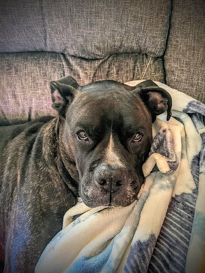 Megatron joined the competition — help win amazing prizes! boxer, canidae, carnivore, comfort, companion_dog, dog, dog_breed, fawn, fur, linens, molosser, non_sporting_group, snout, sporting_group, terrestrial_animal, toy_dog, whiskers, working_animal, working_dog, wrinkle