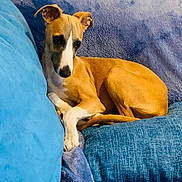 Baya a rejoint le concours — aidez-le/la à gagner de superbes lots ! dog, pet, tan_and_white, short_hair, curled_up, sitting, couch, cushions, blanket, indoor, home, portrait, animal, face, eyes, ears, tail, relaxed, blue_background, cozy
