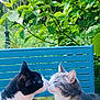 Felix participe au concours pour gagner de l'argent avec cette photo : cat, cats, animal, pets, outdoor, bench, greenery, nature, feline, closeup, whiskers, collar, black_and_white_cat, gray_cat, affection, nose_touch, grass, daylight, cute, companions