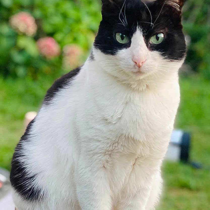 Felix a rejoint le concours — aidez-le/la à gagner de superbes lots ! animal, black_and_white, calm, cat, close_up, cute, daylight, feline, focused, fur, garden, greenery, nature, outdoor, paws, pet, portrait, sitting, tail, wooden_stool