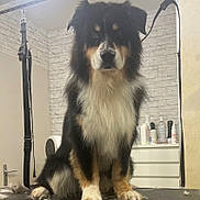 James a rejoint le concours — aidez-le/la à gagner de superbes lots ! dog, tricolor, grooming_table, fur, indoor, pet, animal, sitting, calm, fur_clumps, white_fur, black_fur, tan_fur, face, ears, paws, wall, bottle, container, leash