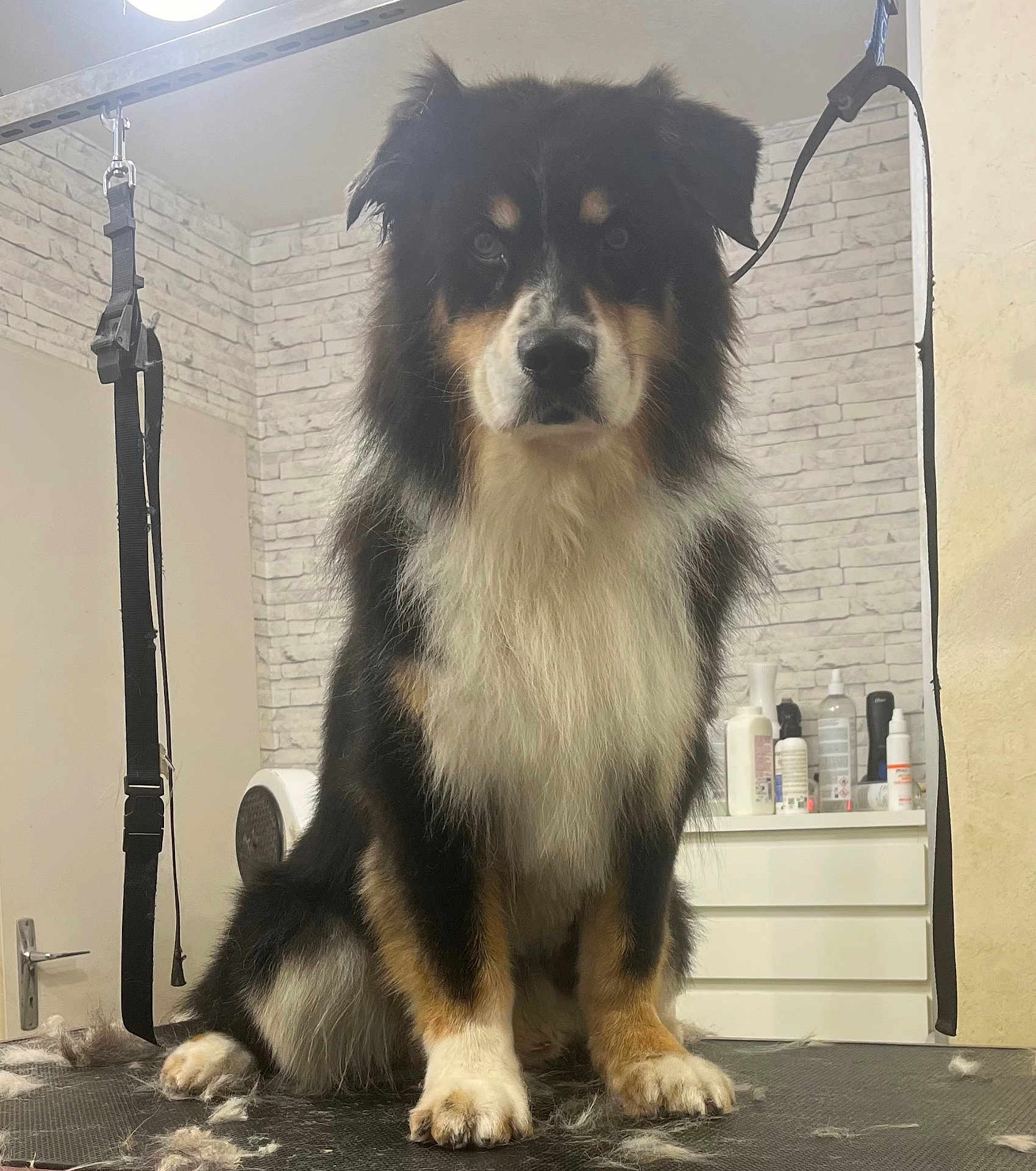 James a rejoint le concours — aidez-le/la à gagner de superbes lots ! dog, tricolor, grooming_table, fur, indoor, pet, animal, sitting, calm, fur_clumps, white_fur, black_fur, tan_fur, face, ears, paws, wall, bottle, container, leash