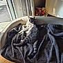 cat, gray_tabby, pet_bed, blanket, indoor, sunlight, curtains, toys, floor, window, relaxed, animal, feline, cozy, resting, domestic_cat, tail, ears, whiskers, daylight