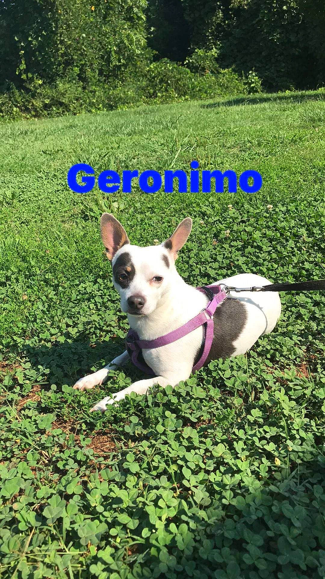 Geronimo joined the competition — help win amazing prizes! canidae, carnivore, collar, companion_dog, dog, dog_breed, dog_collar, fashion_accessory, fawn, grass, grassland, groundcover, leisure, nature, pet_supply, plant, shrub, sporting_group, tail, working_animal