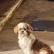 Iiuna a rejoint le concours — aidez-le/la à gagner de superbes lots ! dog, shih_tzu, pet, animal, small_dog, sitting, sidewalk, curb, tire, wheel, planter, street, outdoor, pavement, white_fur, brown_fur, looking_at_camera, portrait, blurry, night