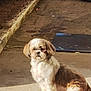 dog, shih_tzu, pet, animal, small_dog, sitting, sidewalk, curb, tire, wheel, planter, street, outdoor, pavement, white_fur, brown_fur, looking_at_camera, portrait, blurry, night