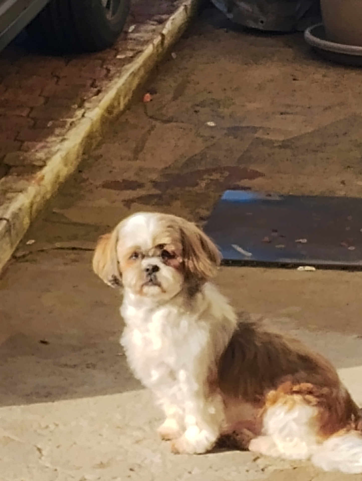 Iiuna a rejoint le concours — aidez-le/la à gagner de superbes lots ! dog, shih_tzu, pet, animal, small_dog, sitting, sidewalk, curb, tire, wheel, planter, street, outdoor, pavement, white_fur, brown_fur, looking_at_camera, portrait, blurry, night