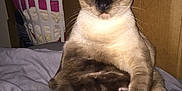 Nieykuu joined the competition — help win amazing prizes! cat, siamese_cat, indoor, bed, laundry_basket, cardboard_box, furniture, sleepy, animal, pet, whiskers, fur, ears, paw, resting, flash, closeup, domestic, household, relaxed