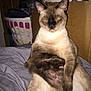 cat, siamese_cat, indoor, bed, laundry_basket, cardboard_box, furniture, sleepy, animal, pet, whiskers, fur, ears, paw, resting, flash, closeup, domestic, household, relaxed