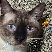 Nieykuu joined the competition — help win amazing prizes! cat, close_up, siamese, blue_eyes, whiskers, carpet, toy, feathers, pet, animal, indoor, feline, face, fur, ears, nose, playful, curious, domestic_cat, lying_down