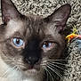 cat, close_up, siamese, blue_eyes, whiskers, carpet, toy, feathers, pet, animal, indoor, feline, face, fur, ears, nose, playful, curious, domestic_cat, lying_down