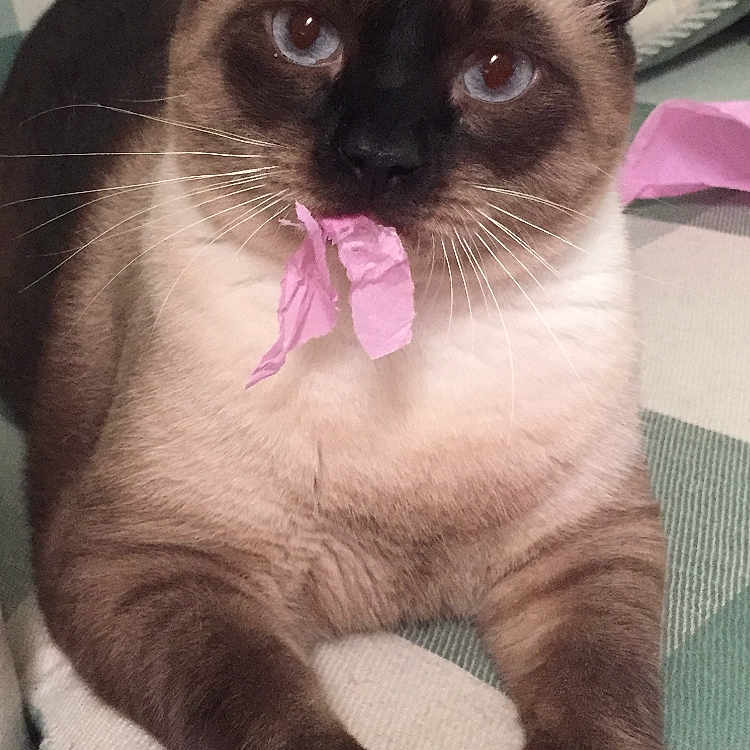 Nieykuu
