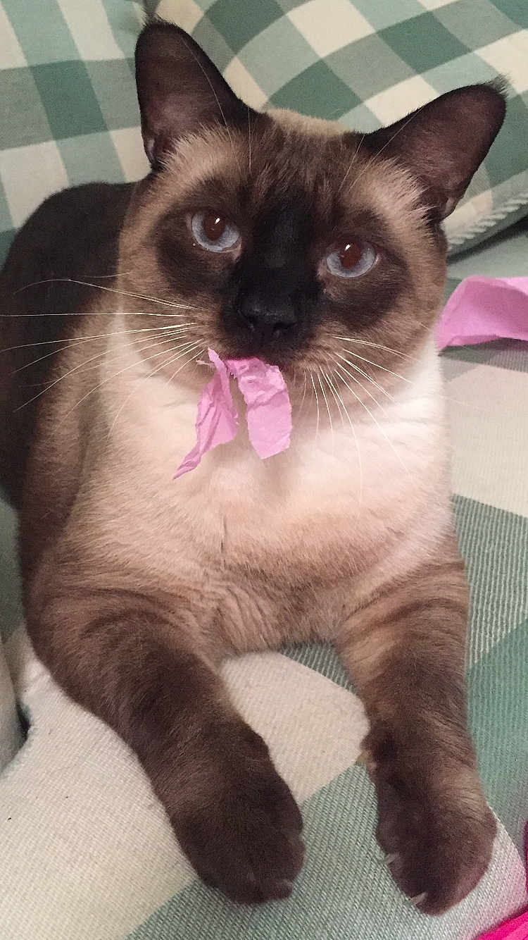 Nieykuu