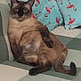 cat, siamese_cat, pet, lounging, couch, pillows, flamingo_pattern, relaxed, indoor, feline, striped, fur, tail, ears, whiskers, sitting, home, cozy, animal, cute