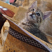 Rapido participe au concours pour gagner de l'argent avec cette photo : animal_portrait, brown, cat, close_up, cozy, curious, cute, domestic_cat, ears, feline, indoor, kitten, looking_up, pet, soft_lighting, straw_hat, texture, whiskers, woven, young_animal
