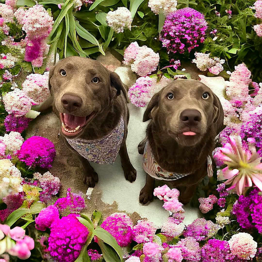 Yogi And Booboo joined the competition — help win amazing prizes! bandana, brown_dog, chocolate_labrador, closeup, dog, dogs, flowers, garden, greenery, labrador, looking_up, outdoor, pair, petals, pink_flowers, playful, portrait, purple_flowers, smiling, tongue_out