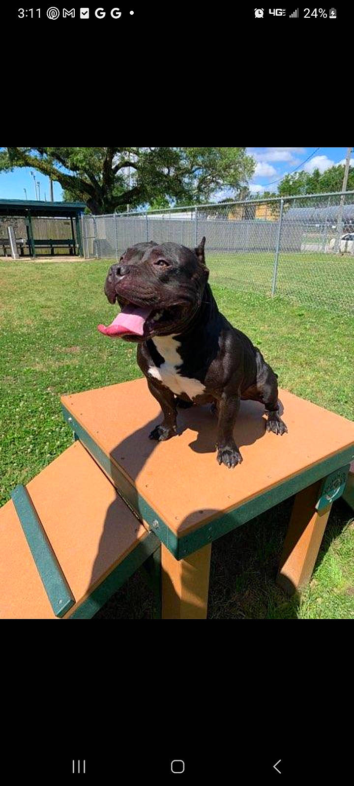 Stitch joined the competition — help win amazing prizes! art, canidae, carnivore, companion_dog, dog, dog_breed, fawn, grass, metal, plant, rectangle, sculpture, snout, sporting_group, statue, table, tail, toy, tree, working_animal