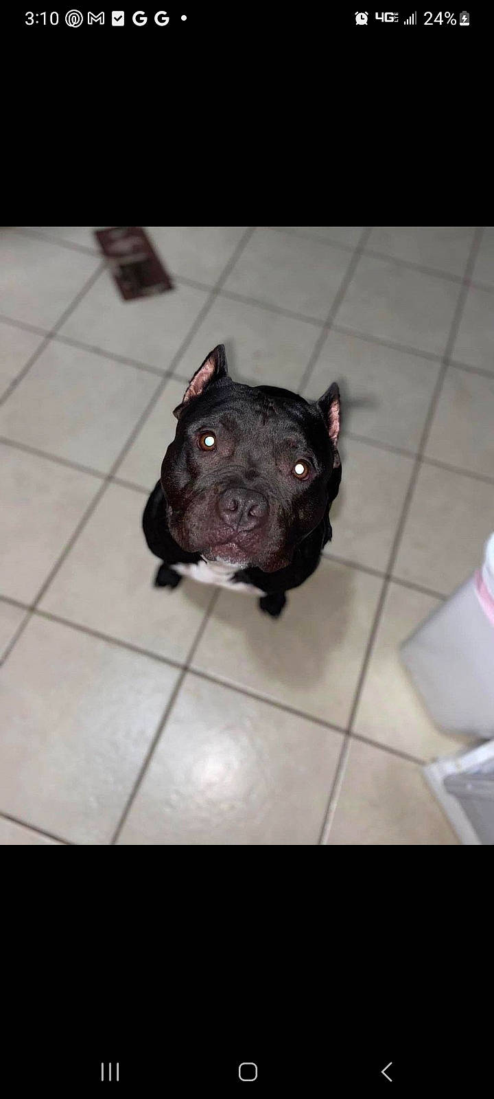 Stitch joined the competition — help win amazing prizes! borador, canidae, carnivore, companion_dog, dog, dog_breed, fawn, flooring, fur, liver, non_sporting_group, snout, sporting_group, terrestrial_animal, tile_flooring, whiskers, working_animal