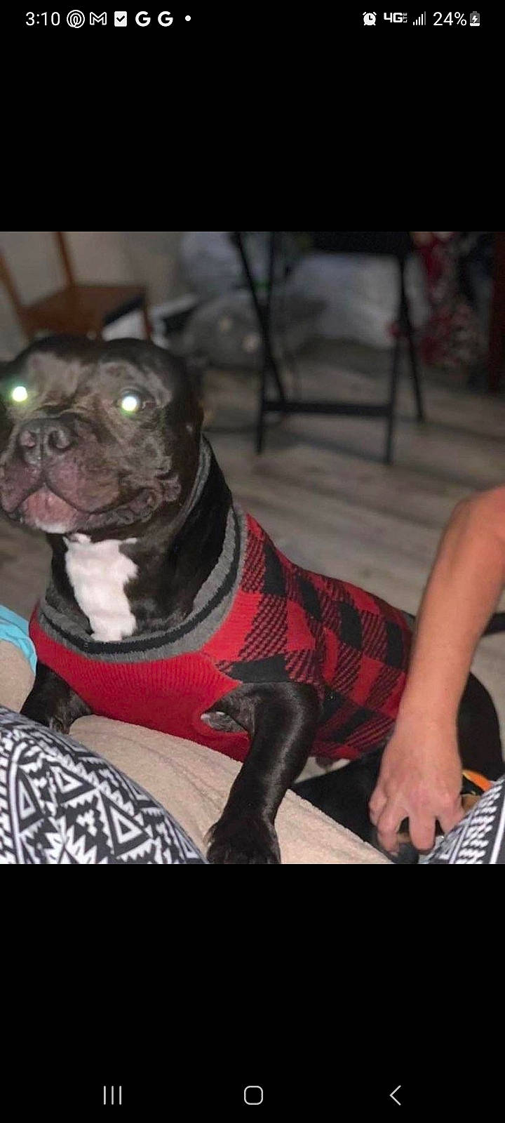 Stitch joined the competition — help win amazing prizes! carnivore, collar, companion_dog, dog, dog_breed, dog_collar, dog_supply, electronic_musical_instrument, fawn, folk_instrument, guitar_accessory, keyboard, keyboard_player, musical_instrument, musical_instrument_accessory, musical_keyboard, pet_supply, snout, string_instrument, working_animal