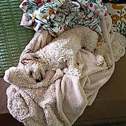 Lynyrd joined the competition — help win amazing prizes! animal, blanket, comfort, couch, cozy, decor, dog, fabric, fluffy, fur, home, indoor, nap, pattern, pet, pillow, relaxation, rest, sleeping, soft
