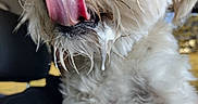 Lynyrd joined the competition — help win amazing prizes! animal, blurred_background, close_up, cute, dog, drool, eye, fluffy, fur, hand, holding, indoors, licking, light_colored, mouth, nose, pet, portrait, tongue, whiskers