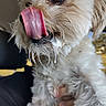animal, blurred_background, close_up, cute, dog, drool, eye, fluffy, fur, hand, holding, indoors, licking, light_colored, mouth, nose, pet, portrait, tongue, whiskers