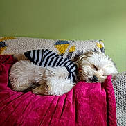 Lynyrd joined the competition — help win amazing prizes! dog, sleeping, striped_shirt, fluffy, white_dog, couch, blanket, pillow, cozy, indoor, pet, resting, fur, cute, relaxing, home, comfort, animal, small_dog, peaceful
