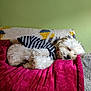 dog, sleeping, striped_shirt, fluffy, white_dog, couch, blanket, pillow, cozy, indoor, pet, resting, fur, cute, relaxing, home, comfort, animal, small_dog, peaceful