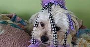Lynyrd joined the competition — help win amazing prizes! accessory, animal, blanket, costume, cute, decor, dog, expression, face, fluffy, fur, green_wall, home, indoor, laying_down, pet, purple_feathers, quilt, resting, small_dog
